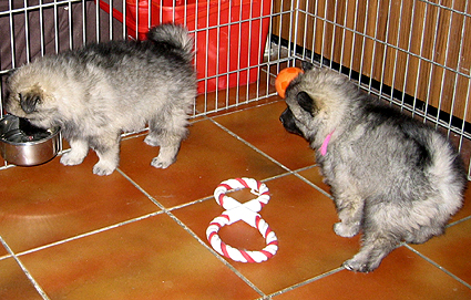 Bonny & Donatus